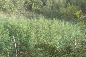 Otkrivena plantaža marihuane, uhapšena jedna osoba