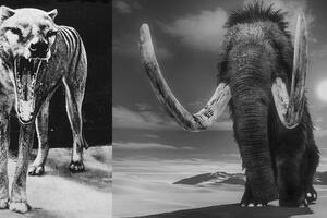 Zašto je teško vratiti izumrle vrste u život