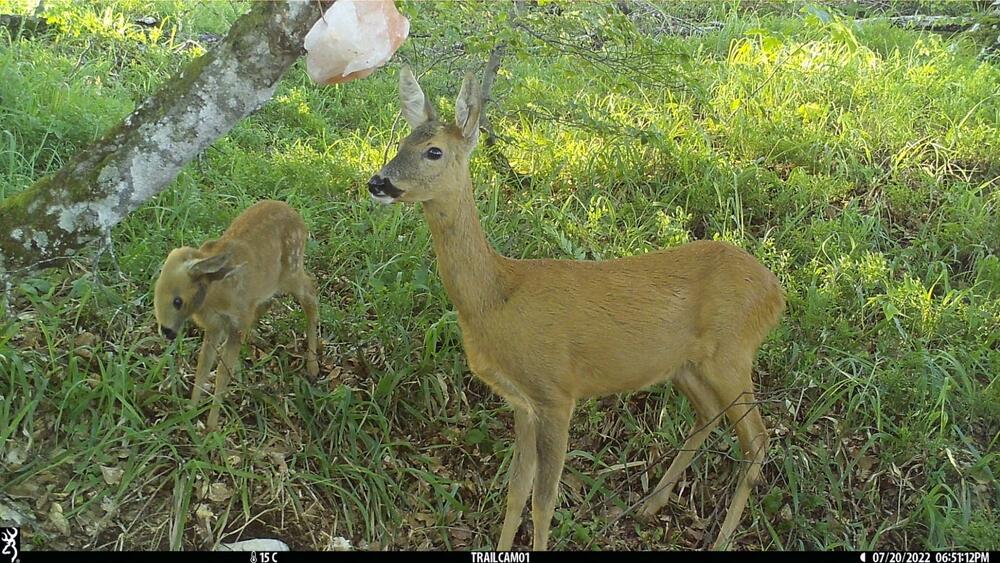 <p>Objektiv "uhvatio" medvjeda, lisicu, sovu, divlju svinju...</p>