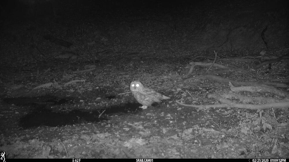 <p>Objektiv "uhvatio" medvjeda, lisicu, sovu, divlju svinju...</p>