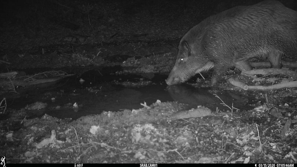 <p>Objektiv "uhvatio" medvjeda, lisicu, sovu, divlju svinju...</p>