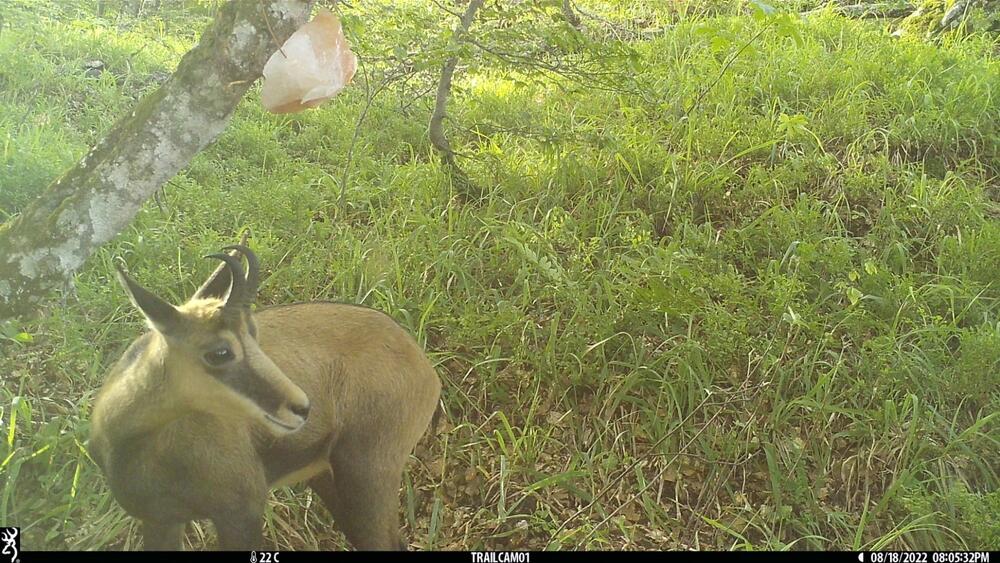 <p>Objektiv "uhvatio" medvjeda, lisicu, sovu, divlju svinju...</p>