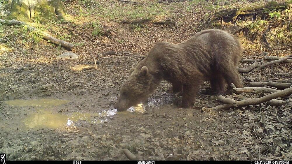 <p>Objektiv "uhvatio" medvjeda, lisicu, sovu, divlju svinju...</p>