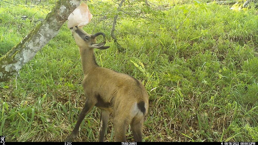 <p>Objektiv "uhvatio" medvjeda, lisicu, sovu, divlju svinju...</p>