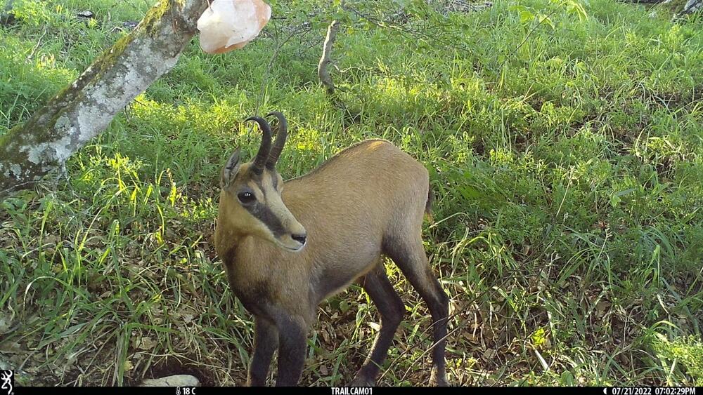 <p>Objektiv "uhvatio" medvjeda, lisicu, sovu, divlju svinju...</p>