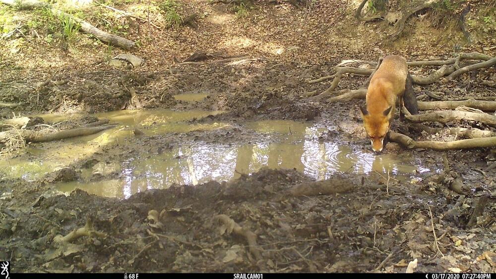 <p>Objektiv "uhvatio" medvjeda, lisicu, sovu, divlju svinju...</p>
