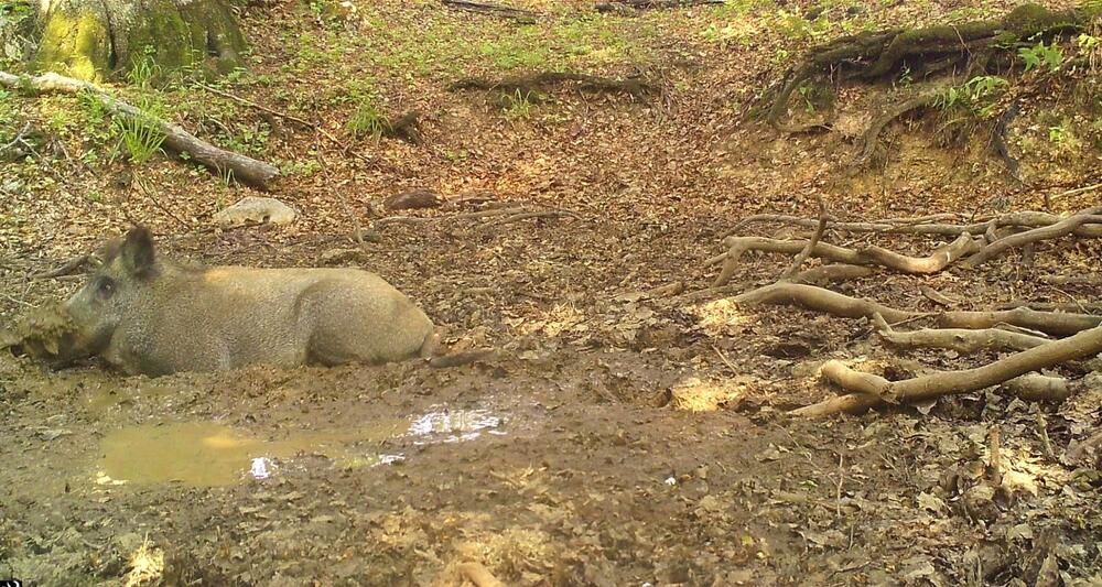 <p>Objektiv "uhvatio" medvjeda, lisicu, sovu, divlju svinju...</p>