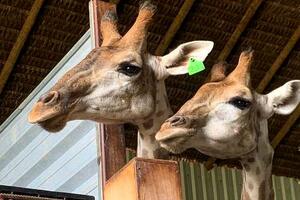 Šta se krije iza smrti beba žirafa u brazilskom zoo vrtu