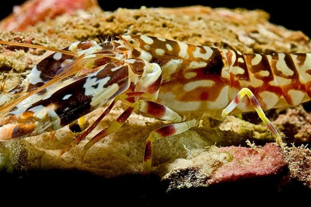 Ilustracija, Foto: Paul Starosta/Getty Images