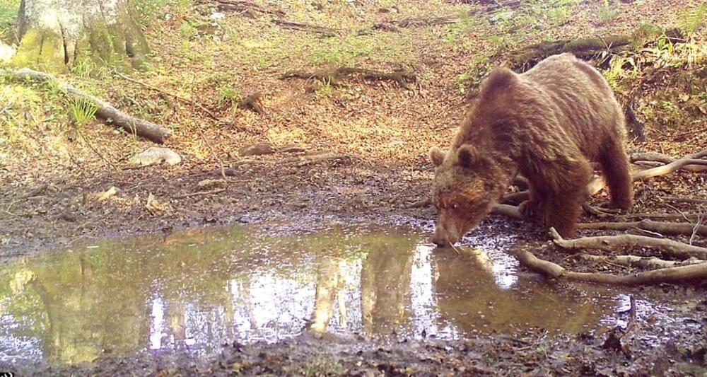 <p>I životinjski svijet je bogat i raznovrstan, pa su tako u šumama PP “Piva” svoje mjesto našli i medvjedi, divlje svinje, srne, dok su Tara i Piva bogate potočnom pastrmkom, lipljenom i mladicom, a u prirodnim jezerima mogu se naći tritoni ili mrmoljci</p>