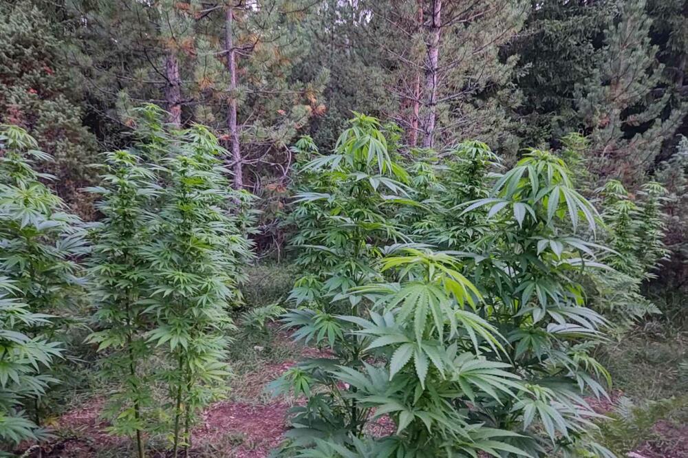 Plantaža marihuane u Pljevijima, Foto: Uprava policije