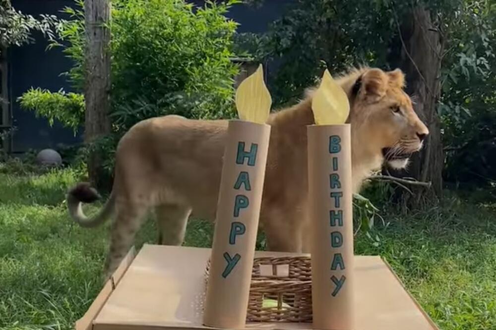 Lav Nikola, Foto: Facebook/FELIDA Big Cat Sanctuary