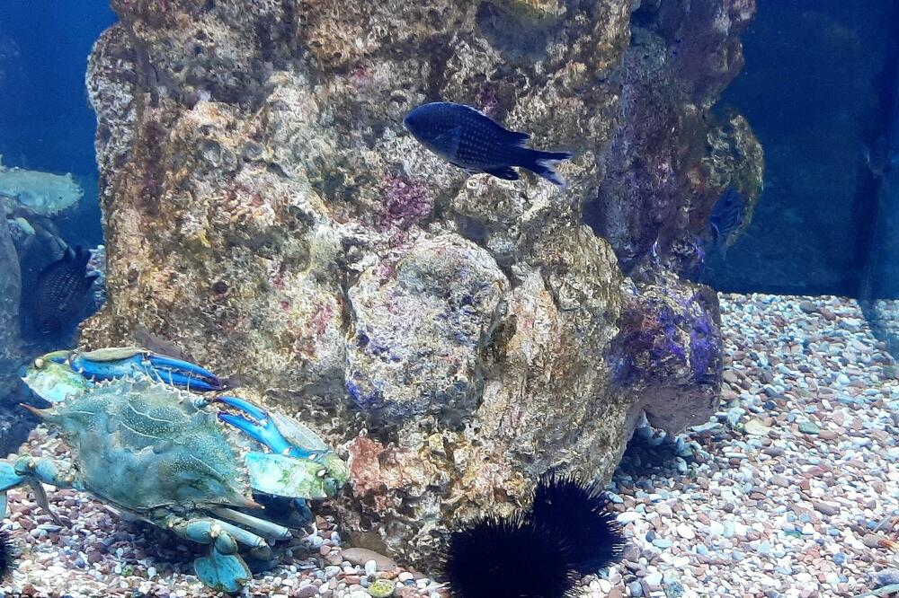 Plavi rak u jednom od tankova Akvarijuma Boka u Kotoru, Foto: Siniša Luković