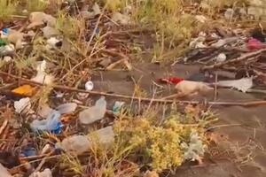 Na ušću rijeke Bojane deponija smeća, akcija čišćenja u nedjelju