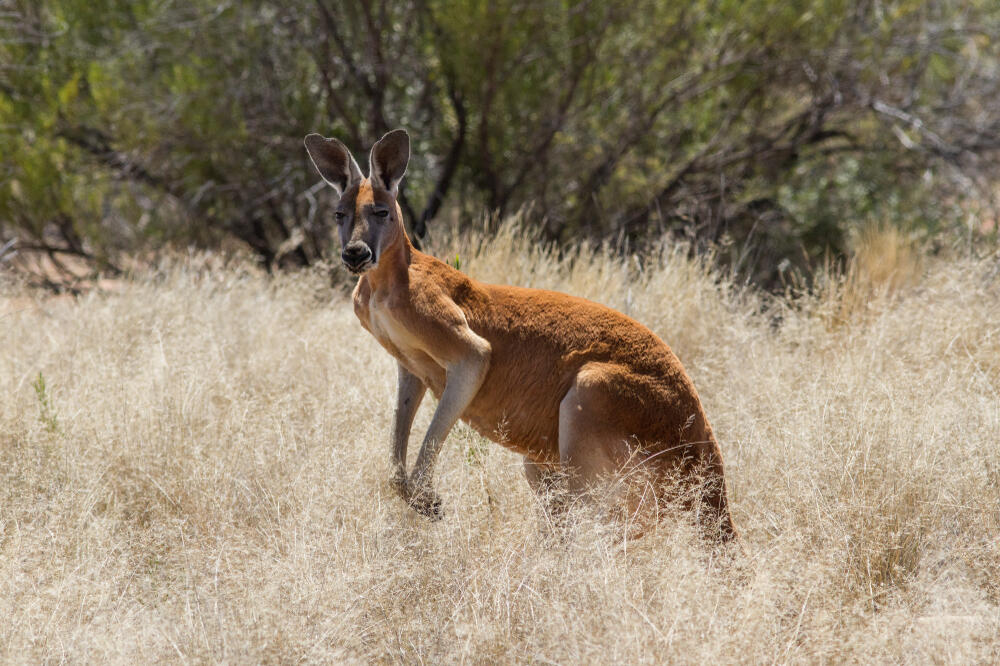 Ilustracija, Foto: Shutterstock
