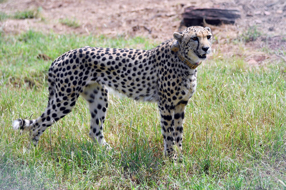 Jedan od geparda, Foto: Reuters