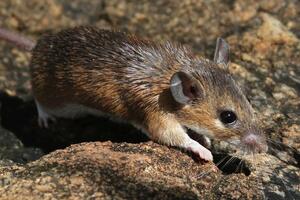 Životinje i medicina: Kako miš može da pomogne ljudima da se...