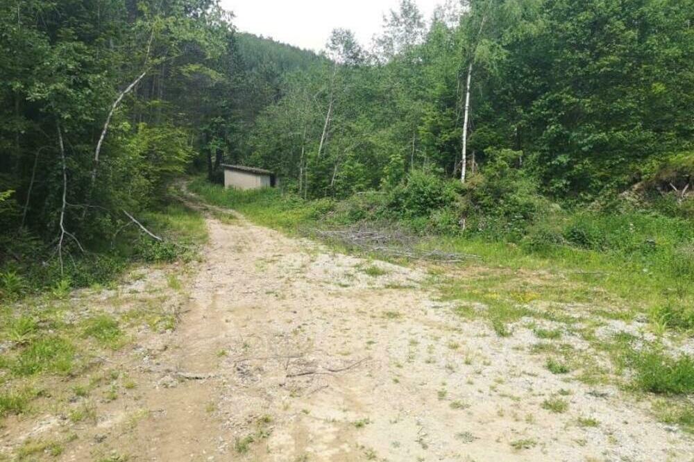 Vegetacija osvojila prilaz rudniku, Foto: Miloš Rudović