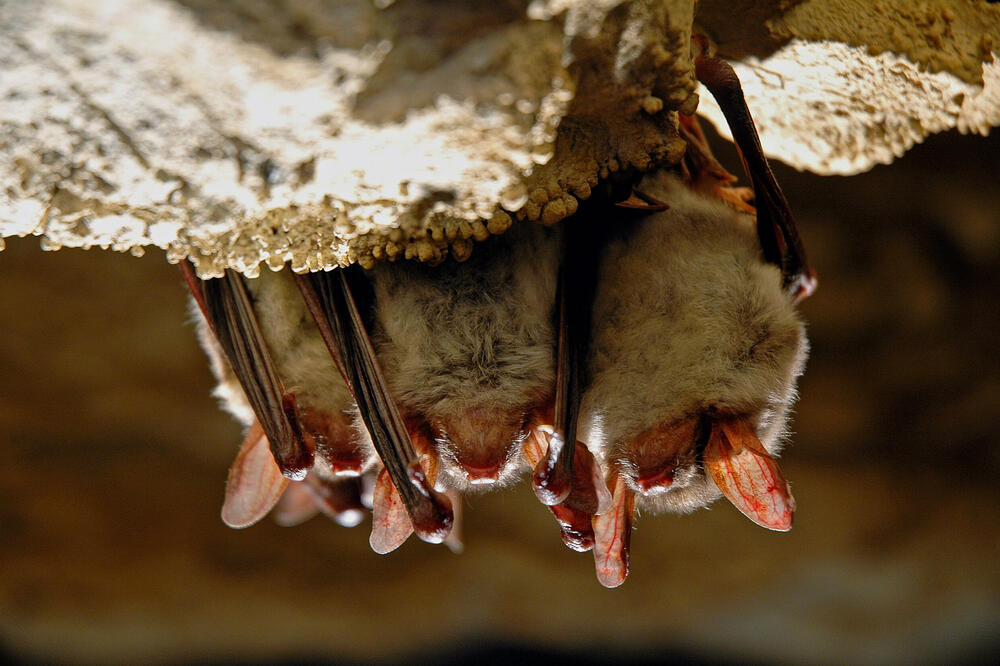 Ilustracija, Foto: Shutterstock