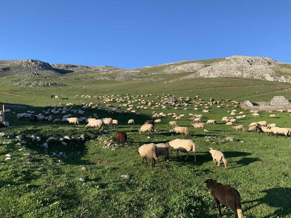 Sinjajevina, Foto: Jelena Jovanović