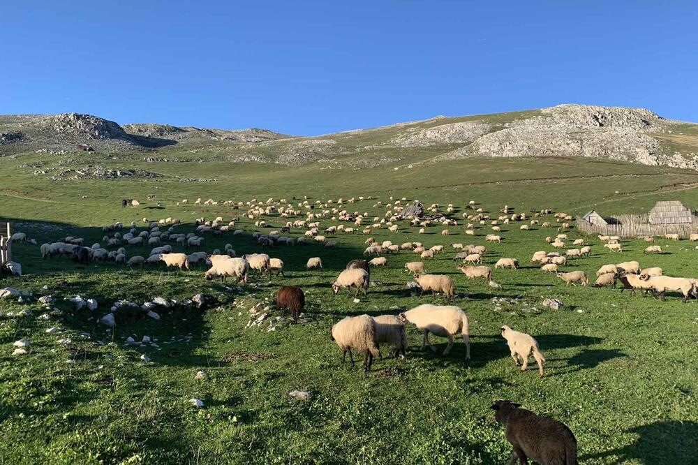 Sinjajevina, Foto: Jelena Jovanović