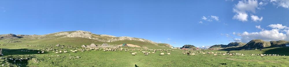A herd of sheep on Sinjajevina