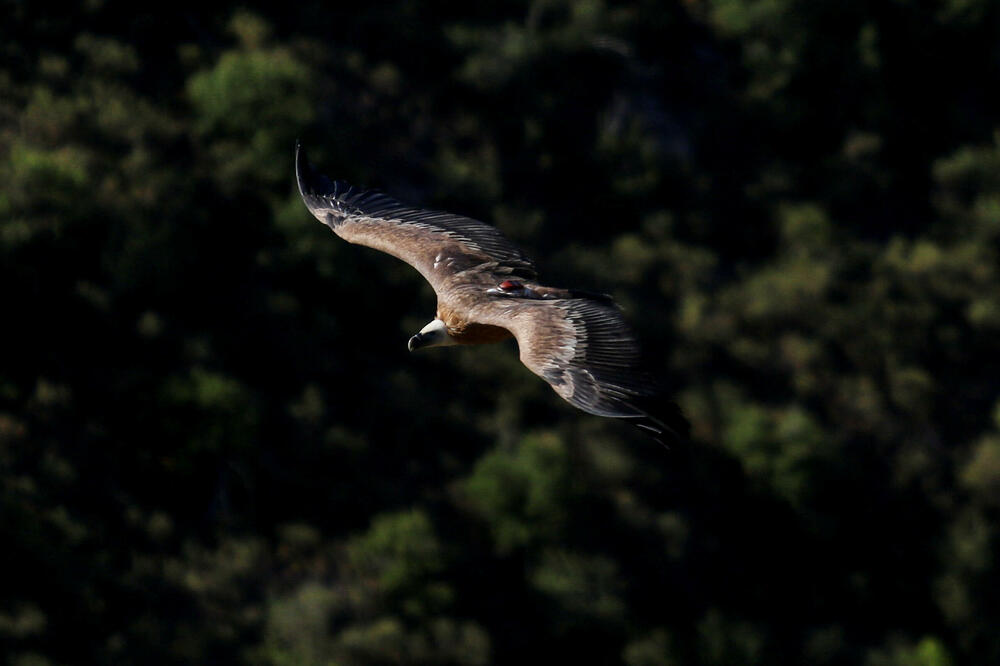 Bjeloglavi sup, Foto: REUTERS