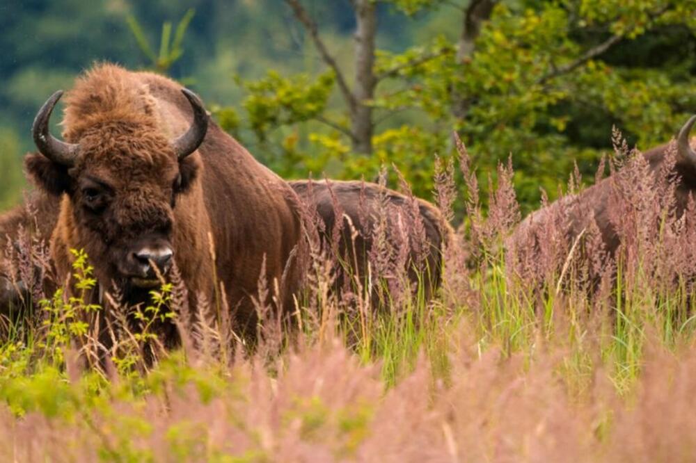 Foto: Daniel Mirlea / Rewilding Europe
