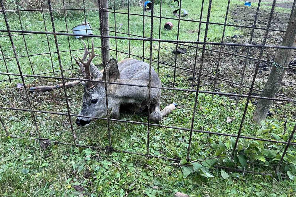 Foto: Jadranka Ćetković