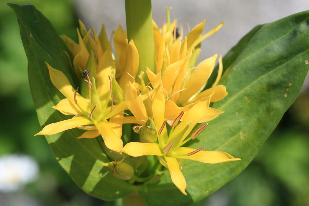 Lincura (Ilustracija), Foto: Shutterstock