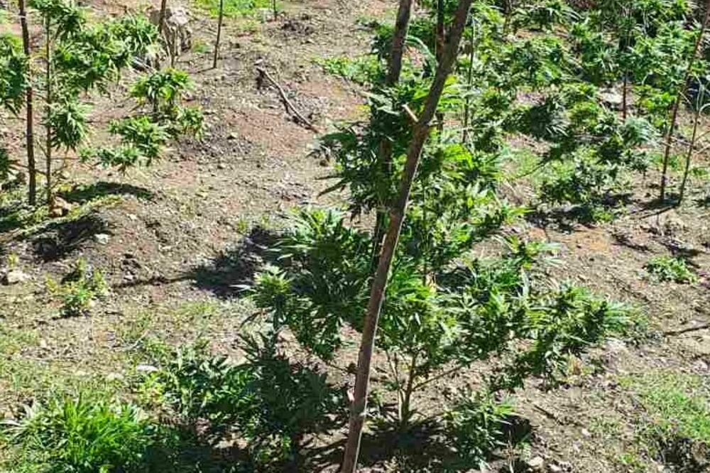 Plantaža marihuane, Foto: UP