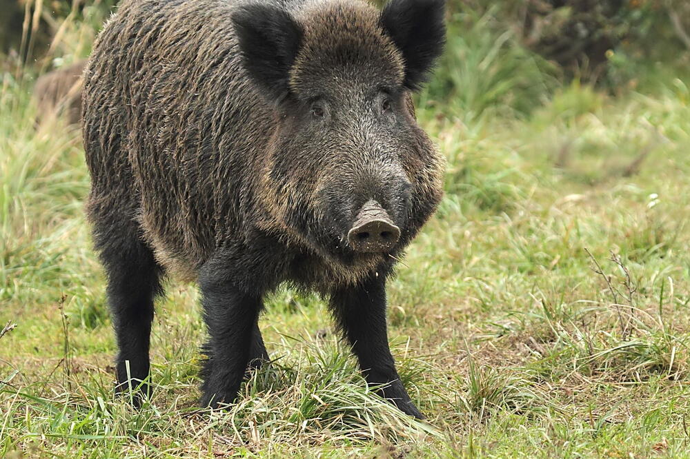 Divlje svinje se namnožile (ilustracija), Foto: Shutterstock