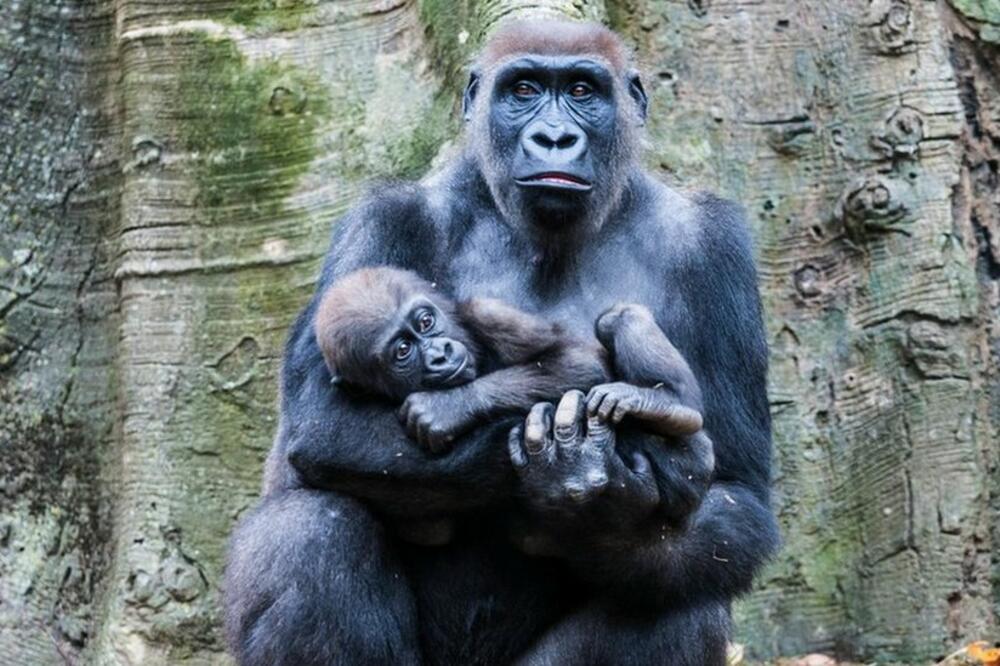 Foto: Jeremy D'Arbeau