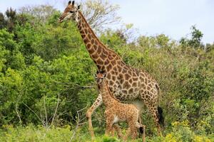 Žirafa ubila dijete u južnoafričkom rezervatu