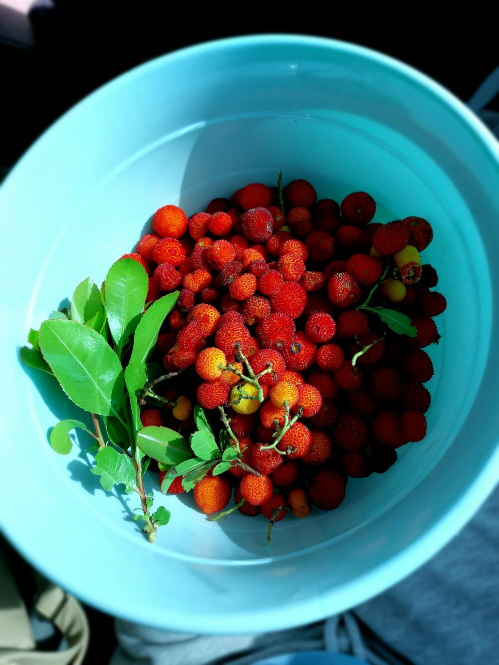 <p>"Sve sadnice, sjemena i žirevi će biti zbrinuti u Omladinskom edukativnom centru Muo do momenta sadnje", saopštili su iz NVO "Naša akcija"</p>