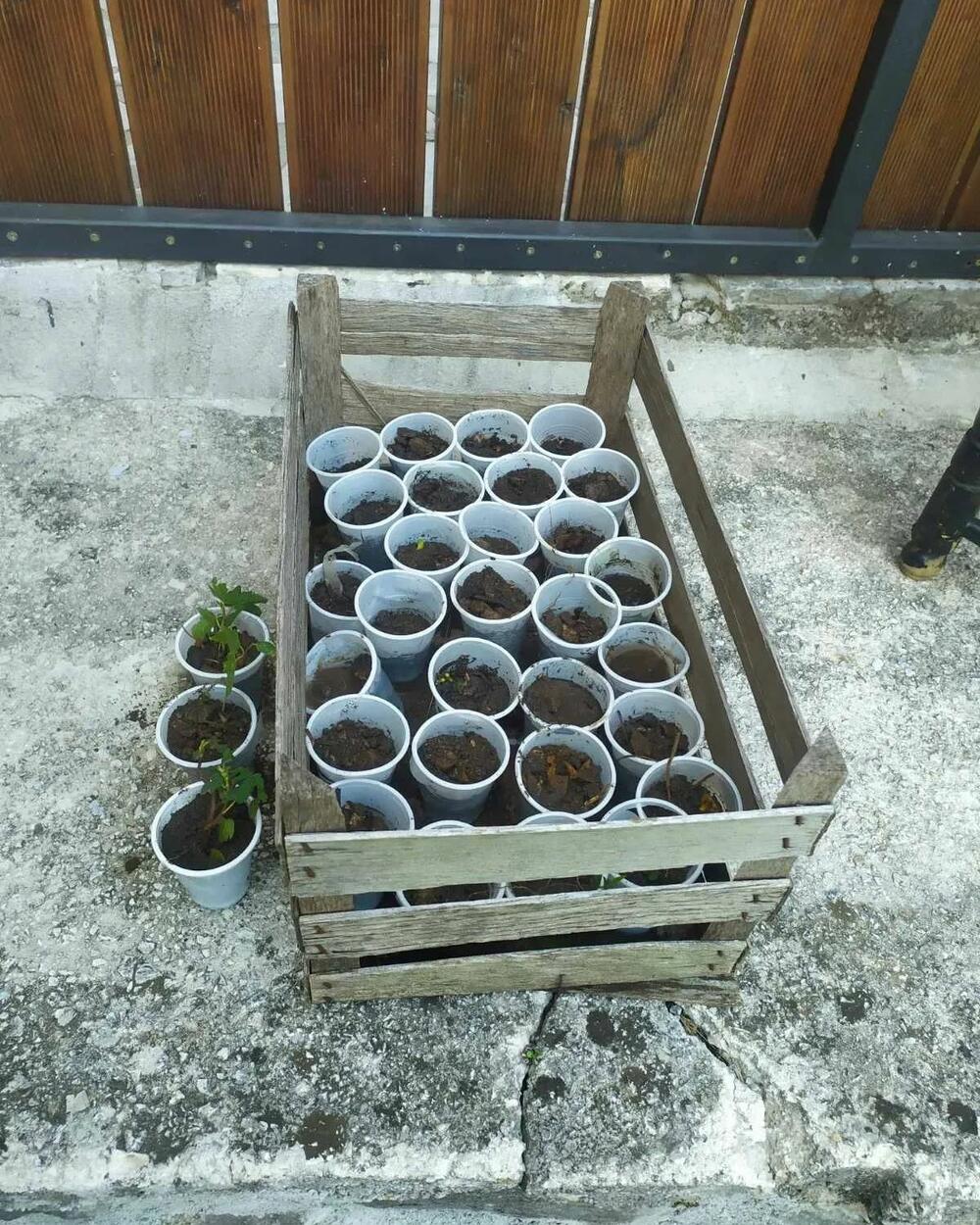 <p>"Sve sadnice, sjemena i žirevi će biti zbrinuti u Omladinskom edukativnom centru Muo do momenta sadnje", saopštili su iz NVO "Naša akcija"</p>