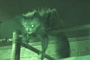 Čačkanje nosa - navika lemura koja je inspirisala naučnike
