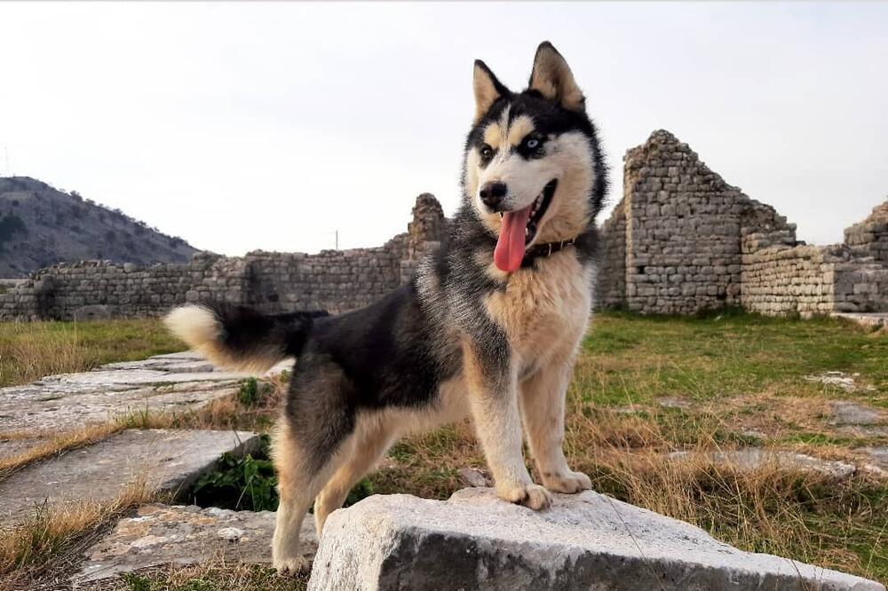 Dora, Foto: Privatna arhiva