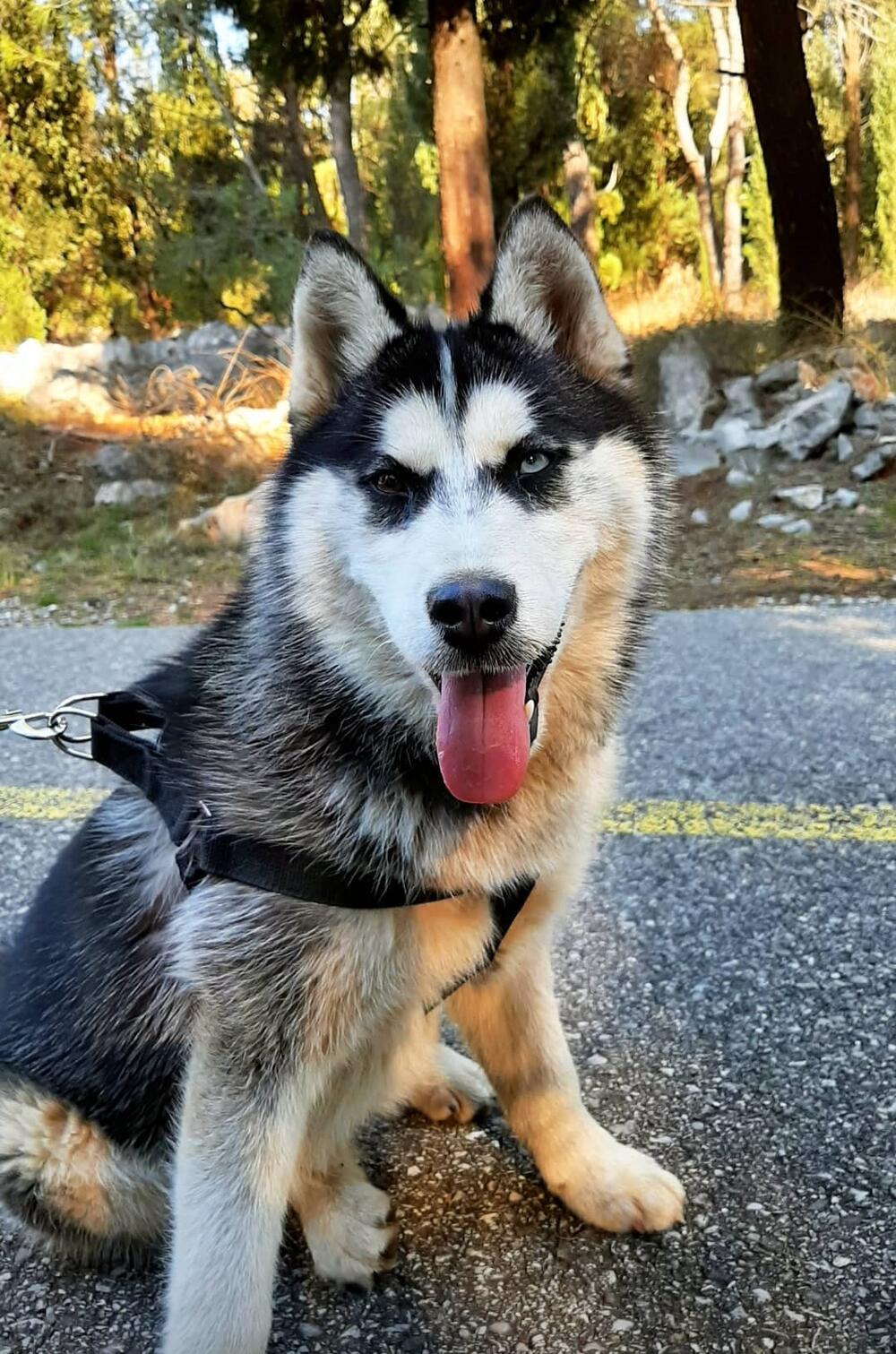 <p>Vlasnici mole ako neko ima informaciju da se javi na broj 069 314 380</p>