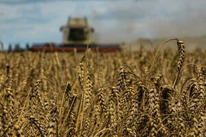 Poljska će testirati kvalitet ukrajinskog žita koje joj stiže...