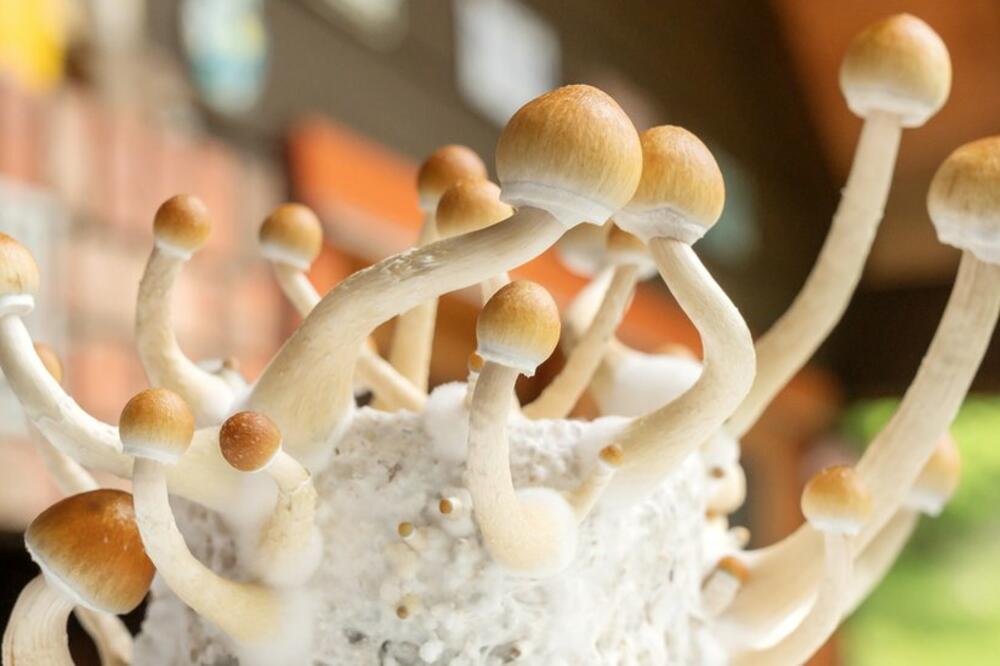 Naučnici su razvili sintetički oblik psilocibina, Foto: Getty Images