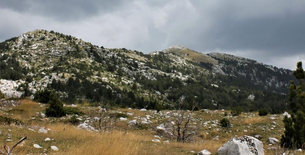 Borovnik, Foto: Jasninaputovanja.me