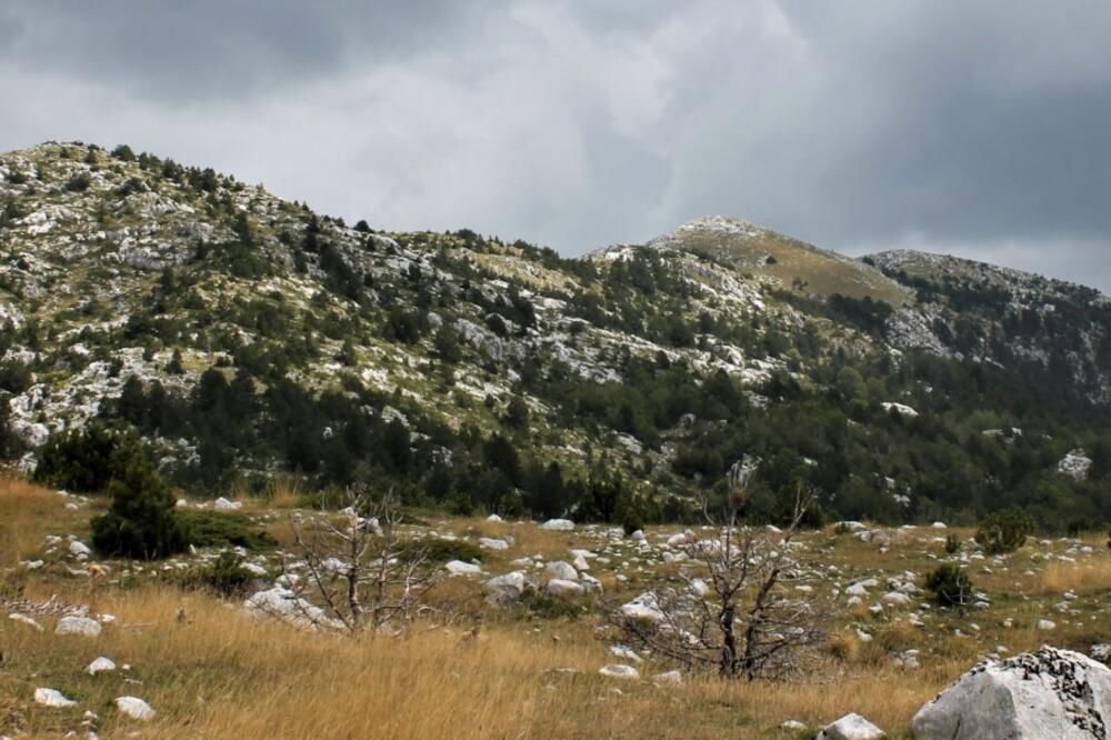 Borovnik, Foto: Jasninaputovanja.me