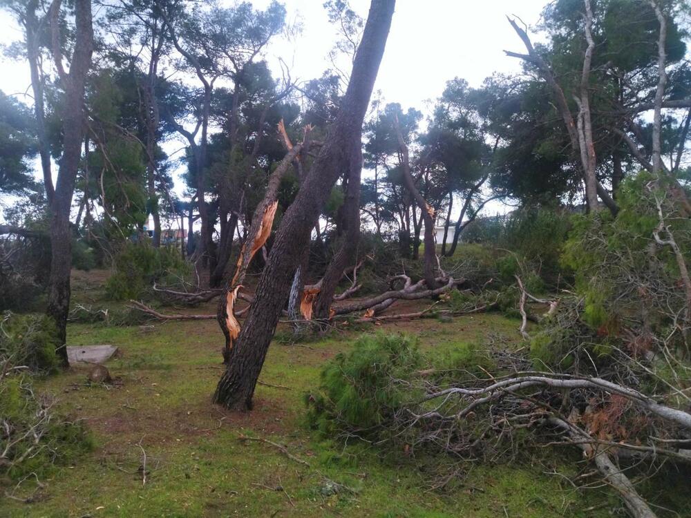 <p>Oborena stabla i krošnje zatvorili su i jedini put koji je vodio dalje u dubinu Borove šume</p>