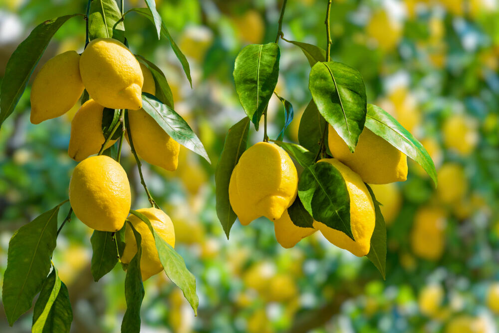 voće, citrusno voće