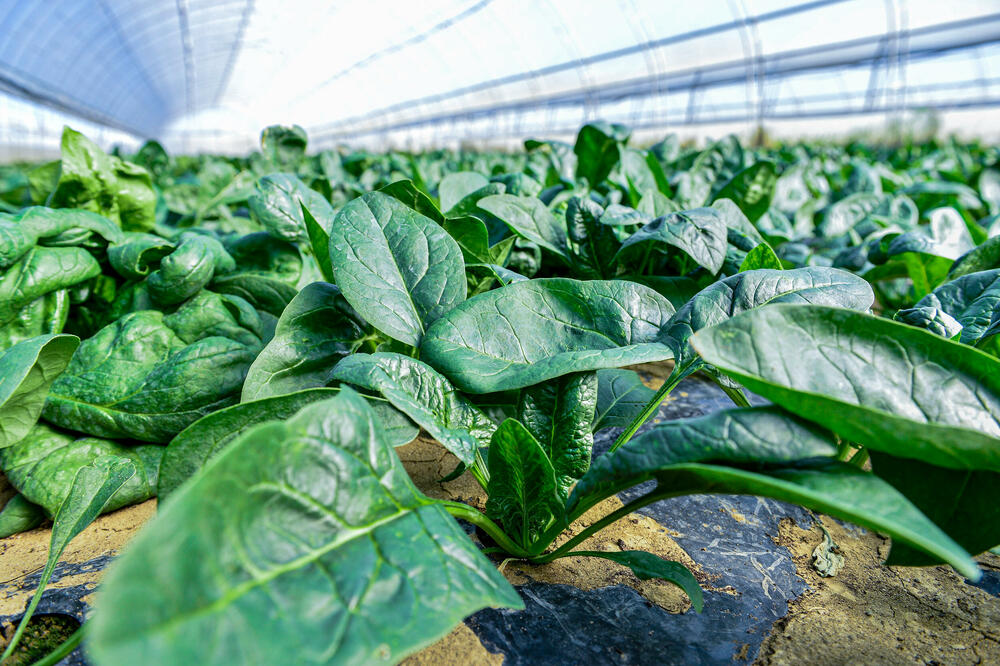 <p><em>Bliži se kraj kalendarske godine, a proizvodnja na Šasu teče prema planu</em></p>