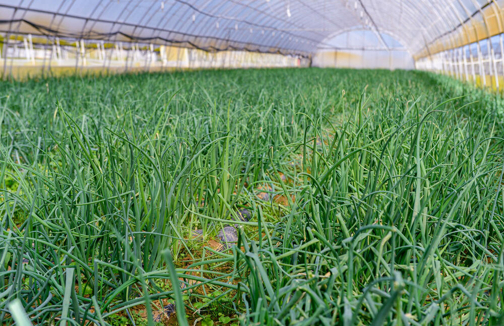 <p><em>Bliži se kraj kalendarske godine, a proizvodnja na Šasu teče prema planu</em></p>