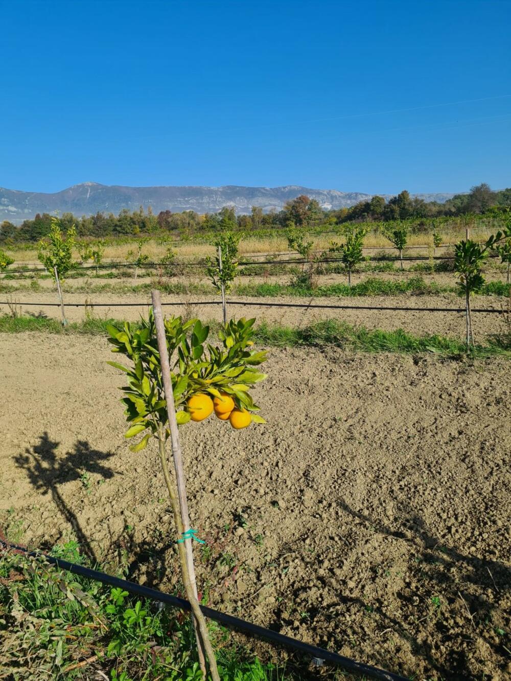 <p><em>Bliži se kraj kalendarske godine, a proizvodnja na Šasu teče prema planu</em></p>