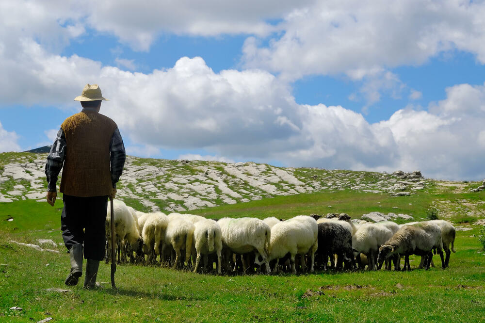 Najavljuju napredak u direktnim plaćanjima: Čobanin sa stadom ovaca na Bjelasici, Foto: Shutterstock