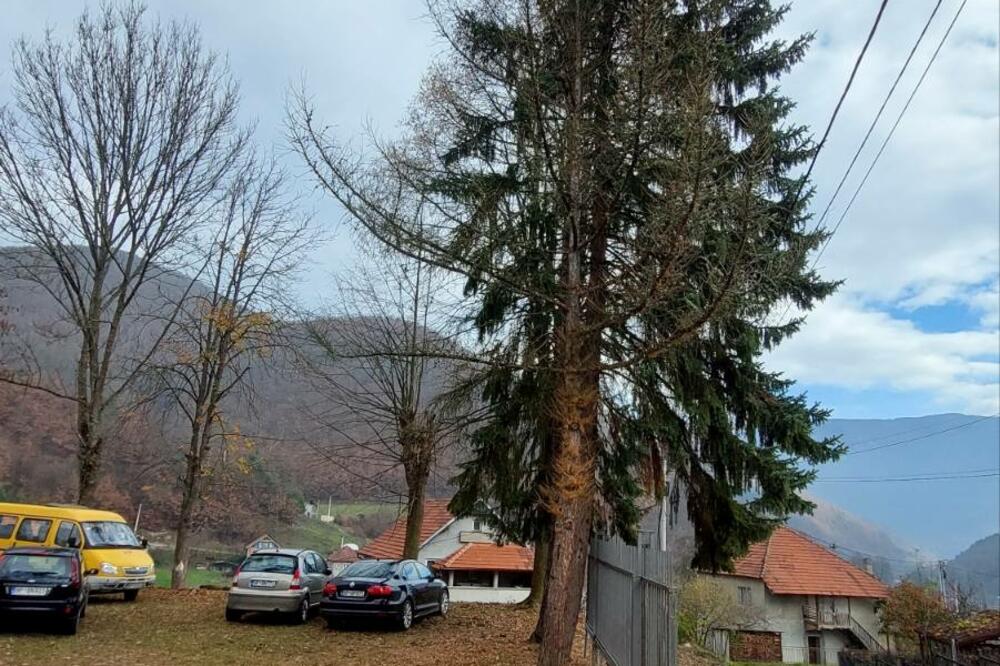 Dio čempresa i žice za struju, Foto: Privatna arhiva